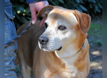 Rinaldo - Gold-Senior sucht dringend Zuhause