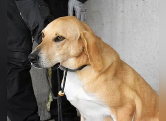 Wiper - Menschisch A1 - Wiper sucht Lehrer