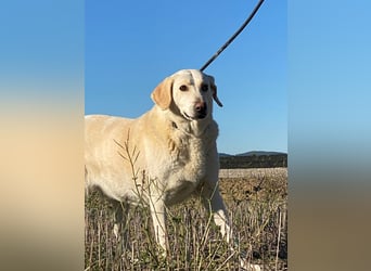 Patty - Vorsichtig auf den Pfoten, groß im Herzen