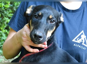 Drifa - vorsichtiges Hundemädchen auf der Suche nach Geborgenheit