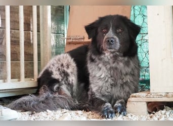 Olivia - Schüchterne Schönheit sucht neue Hunde-Menschen-Familie