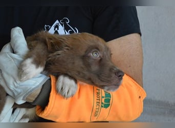 Eurialo - SOS - Dringend Pflegestelle oder neues Zuhause gesucht/Wenn du alles verlierst