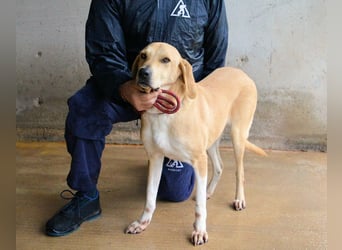 Wiper - Menschisch A1 - Wiper sucht Lehrer