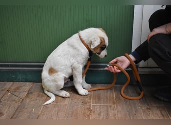 Elenio - SOS - Dringend neue Pflegestelle oder ein Zuhause gesucht - Ein leuchtendes Fellknäuel