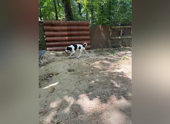 Velio - (Dringend Pflegestelle oder Zuhause gesucht) Die zwölf Sternensucher