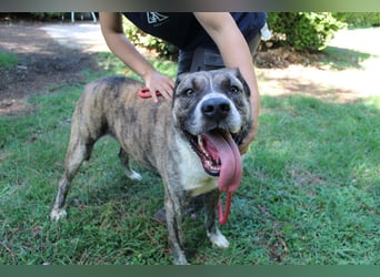 Fionella - Tigerchen sucht Familie