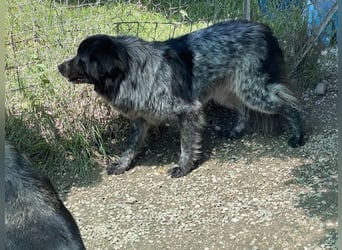 Olivia - Schüchterne Schönheit sucht neue Hunde-Menschen-Familie