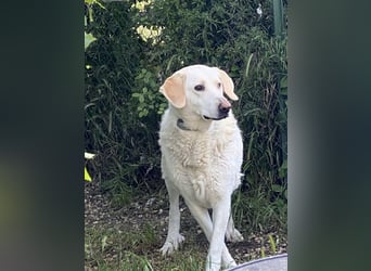 Patty - Vorsichtig auf den Pfoten, groß im Herzen