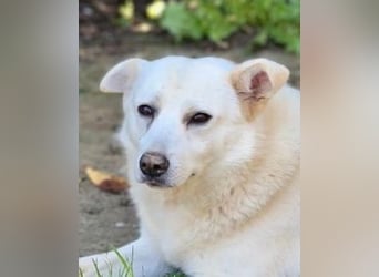 Gea - eine zarte Seele auf der Suche nach ihren Menschen