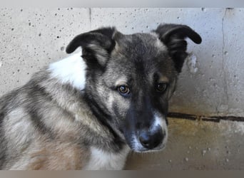 Quorivah - Kleines Hundemädchen, was nun?