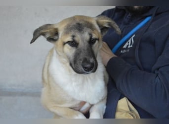 Quivira - Kleines Hundekind, was nun?