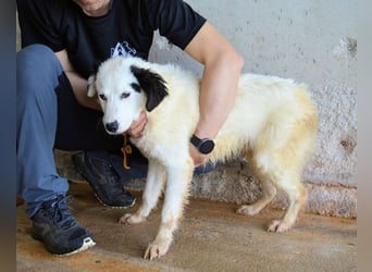 Rylando - Ein Anfang, der nie kam