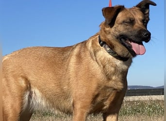 Asha - Neugierige Frohnatur sucht ihren Prinzessinnenplatz