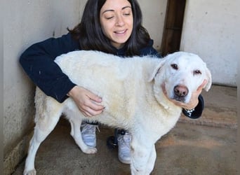 Arriel - aller guten Dinge sind drei