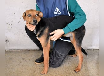 Bastrel - bereit für die Klasse "Zuhause"