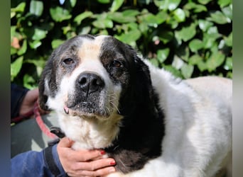 Poldino - Talent zum Seelenhund