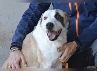 Dayra - freundlich, sanft und bereit für ein schönes Zuhause