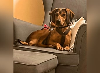 Yola - wie bei Hänsel und Gretel - nur schlimmer