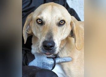 Wiper - Menschisch A1 - Wiper sucht Lehrer