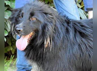 Settimio - Ich bin da, jetzt läuft's!?