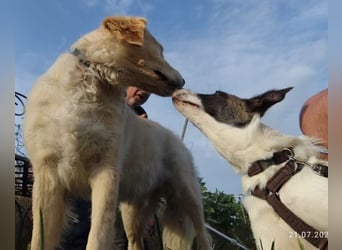 Fioretta - NOTFALL - 2. Lebensglück gesucht