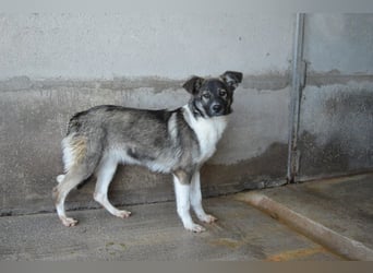 Quelisia - Kleines Schwesterchen, was nun?