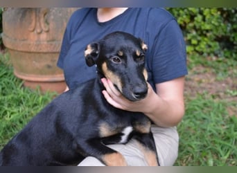 Domitia - neugierige Junghündin mit sanftem Wesen