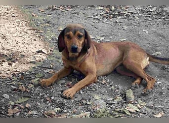 Yola - wie bei Hänsel und Gretel - nur schlimmer