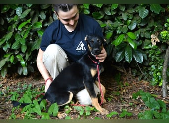 Drifa - vorsichtiges Hundemädchen auf der Suche nach Geborgenheit