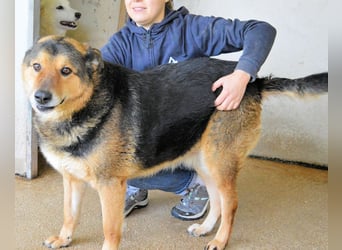 Annalise - Eine liebevolle Gefährtin mit einem sicheren Wesen