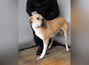 Wiper - Menschisch A1 - Wiper sucht Lehrer