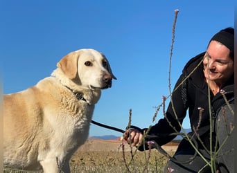 Patty - Vorsichtig auf den Pfoten, groß im Herzen