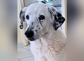 Gina - SOS - Dringend neues Zuhause oder Pflegestelle gesucht - Auch sie droht alles zu verlieren