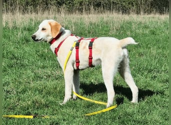 Deddy -  Mit neugierigen Pfoten ins Leben