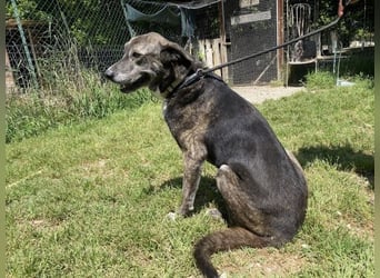 Lola - Das Herz hat seine Gründe