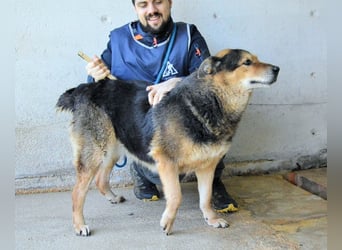 Annalise - Eine liebevolle Gefährtin mit einem sicheren Wesen