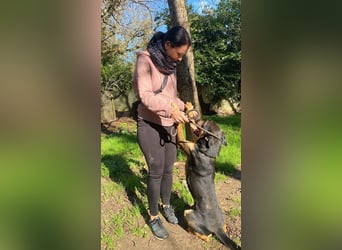 Robin - (Dringend Zuhause oder Pflegestelle gesucht) Ein unbeschriebenes Blatt...