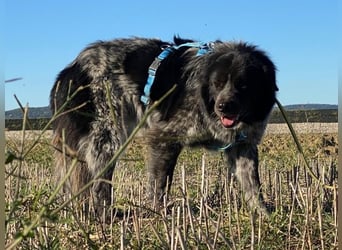 Olivia - Schüchterne Schönheit sucht neue Hunde-Menschen-Familie