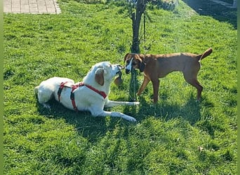 Deddy -  Mit neugierigen Pfoten ins Leben