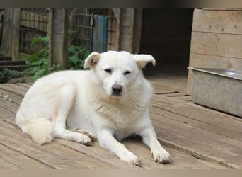 Gea - eine zarte Seele auf der Suche nach ihren Menschen