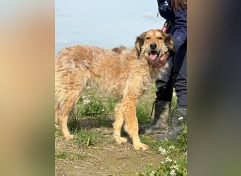 Ligorio - Zwölf, elf, zehn ... eins - Ligorio