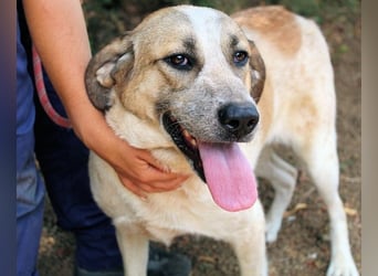 Solidea - 744 Stunden