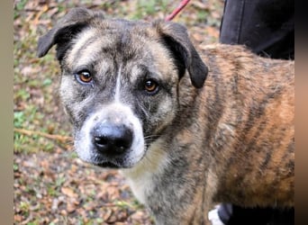 Fionella - Tigerchen sucht Familie