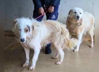 Bailoch - Zeig mir doch bitte...