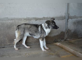 Quelisia - Kleines Schwesterchen, was nun?