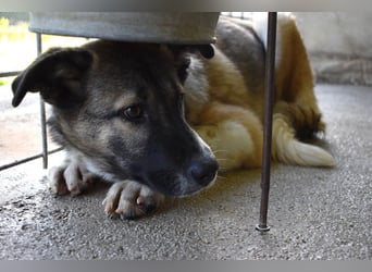 Quorivah - Kleines Hundemädchen, was nun?