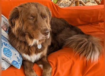 Eurialo - SOS - Dringend Pflegestelle oder neues Zuhause gesucht/Wenn du alles verlierst