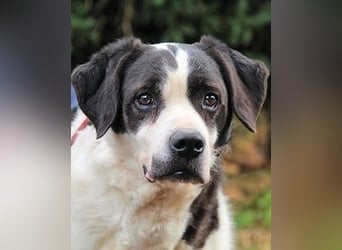 Poldino - Talent zum Seelenhund
