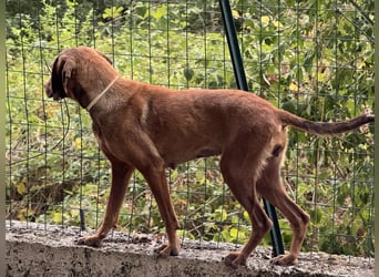 Yola - wie bei Hänsel und Gretel - nur schlimmer