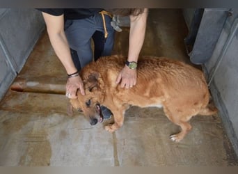 Kemp - Runder Rundum-Schatz